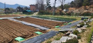 알 수 없음님의 블루베리 · 영농일지 작성글 사진