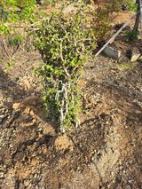 팜모닝 기타작물·영농일지 게시글 이미지