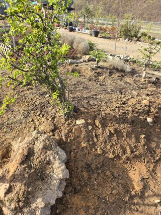 김영순님의 기타작물 · 영농일지 작성글 사진