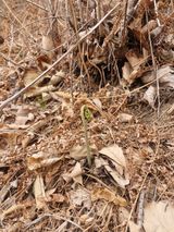 팜모닝 기타작물·영농일지 게시글 이미지