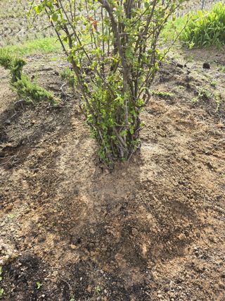 김영순님의 기타작물 · 영농일지 작성글 사진