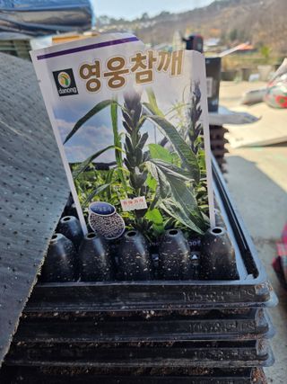 김연숙님의 기타작물 · 영농일지 작성글 사진