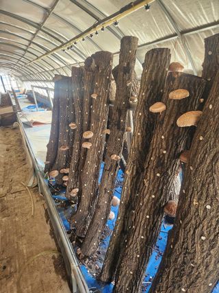 최군환님의 기타작물 · 영농일지 작성글 사진