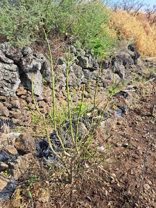 한림한경님의 호박 · 영농일지 작성글 사진