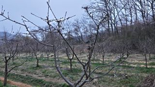 박정희 님의 기타작물 · 영농일지 작성글 사진