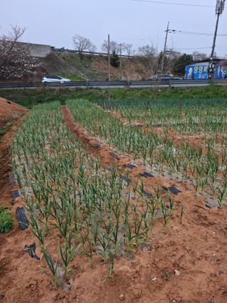 결단이님의 마늘 · 영농일지 작성글 사진