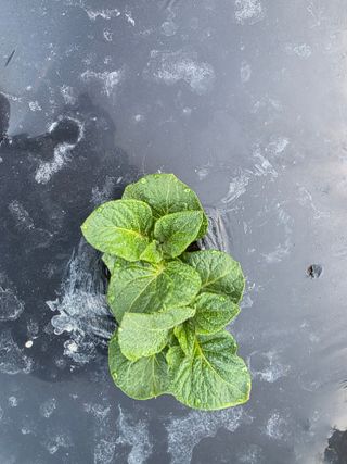 김석기님의 감자 · 영농일지 작성글 사진