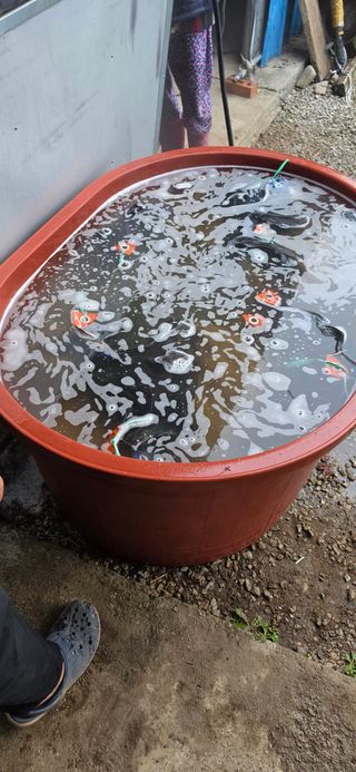 강연수님의 벼 · 영농일지 작성글 사진