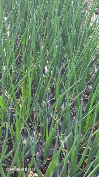 박용열조물주님 님의 기타작물 · 영농일지 작성글 사진