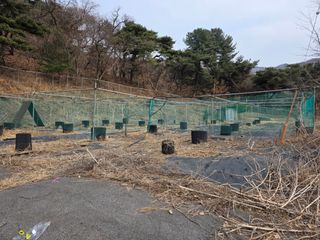 이종애님의 두릅 · 영농일지 작성글 사진