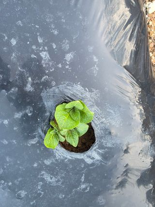 김석기님의 감자 · 영농일지 작성글 사진
