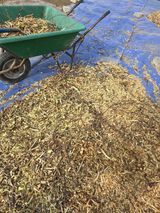 팜모닝 블루베리·영농일지 게시글 이미지