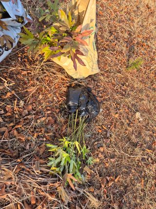 황매산신령님의 기타작물 · 영농일지 작성글 사진