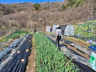 이준영님의 기타작물 · 영농일지 작성글 사진