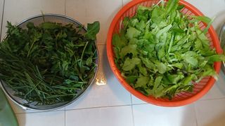 이상철님의 기타작물 · 영농일지 작성글 사진