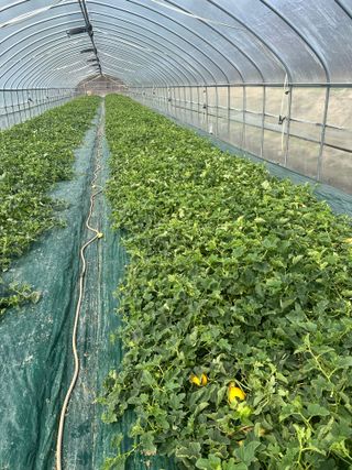 유호진님의 기타작물 · 영농일지 작성글 사진