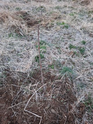 배현미님의 기타작물 · 영농일지 작성글 사진