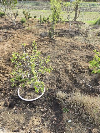 김영순님의 기타작물 · 영농일지 작성글 사진