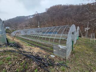 윤자용11대임후회장님의 고추 · 영농일지 작성글 사진