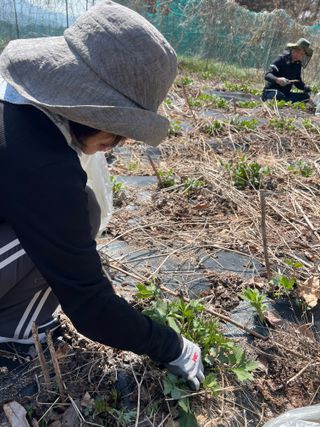 이종애님의 기타작물 · 영농일지 작성글 사진