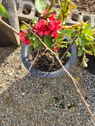 김영순님의 기타작물 · 영농일지 작성글 사진