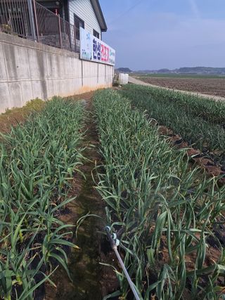 파인cool님의 마늘 · 영농일지 작성글 사진