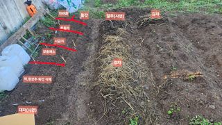 최명환님의 감자 · 영농일지 작성글 사진
