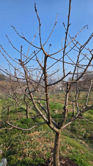 박정희 님의 기타작물 · 영농일지 작성글 사진