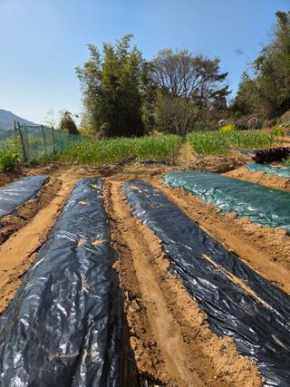 한병훈님의 감자 · 영농일지 작성글 사진