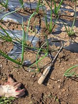 팜모닝 기타작물·영농일지 게시글 이미지