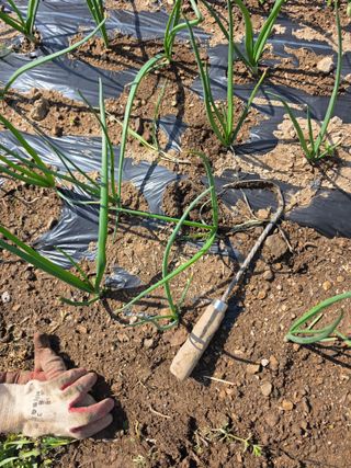 김성환님의 기타작물 · 영농일지 작성글 사진