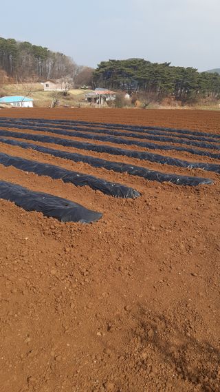 하루의행복님의 기타작물 · 영농일지 작성글 사진