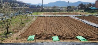 알 수 없음님의 블루베리 · 영농일지 작성글 사진