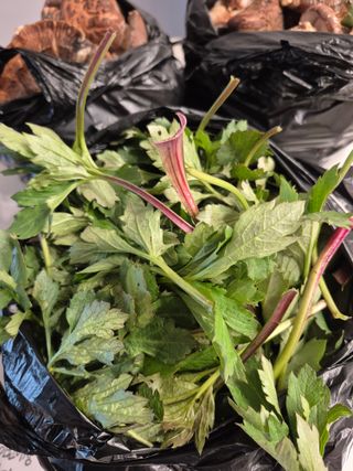 엉뚱님의 기타작물 · 영농일지 작성글 사진