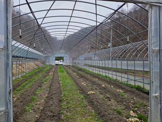 윤자용11대임후회장님의 고추 · 영농일지 작성글 사진