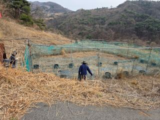 이종애님의 두릅 · 영농일지 작성글 사진