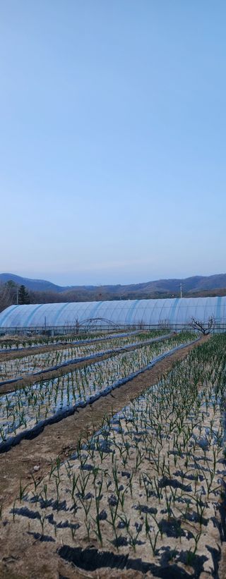 안나님의 기타작물 · 영농일지 작성글 사진