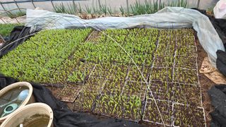 이승명님의 옥수수 · 영농일지 작성글 사진