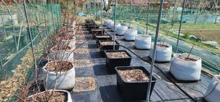 알 수 없음님의 블루베리 · 영농일지 작성글 사진