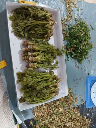 김명자님의 기타작물 · 영농일지 작성글 사진