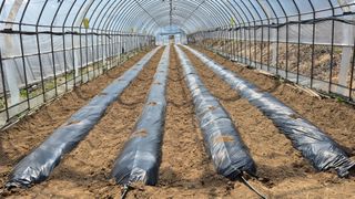 김용훈 님의 고추 · 영농일지 작성글 사진