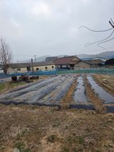 팜모닝 감자·영농일지 게시글 이미지