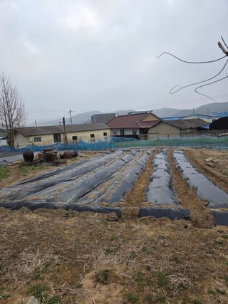 백현호님의 감자 · 영농일지 작성글 사진