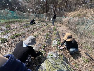이종애님의 기타작물 · 영농일지 작성글 사진