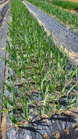 박희정님의 마늘 · 영농일지 작성글 사진