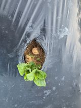 팜모닝 감자·영농일지 게시글 이미지