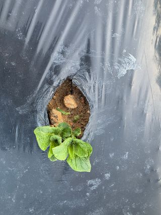 김석기님의 감자 · 영농일지 작성글 사진