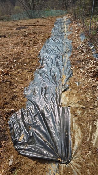  조약돌님의 기타작물 · 영농일지 작성글 사진