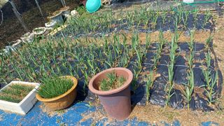 박순덕님의 기타작물 · 영농일지 작성글 사진