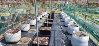 알 수 없음님의 블루베리 · 영농일지 작성글 사진